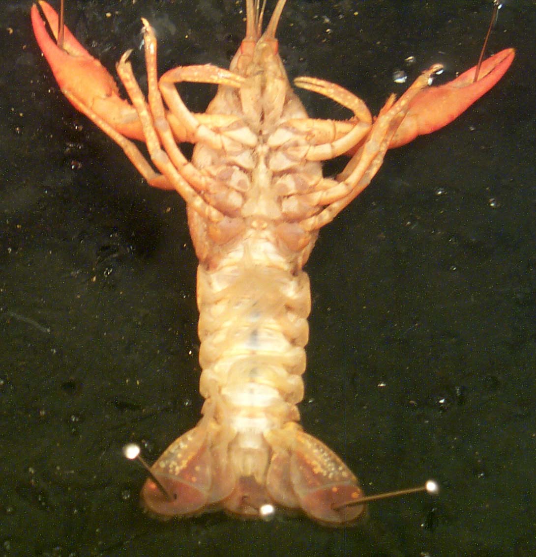 Index of /bsc2011l/graphics/Kingdom_Animalia/5_Eucoelomates/2_Phylum